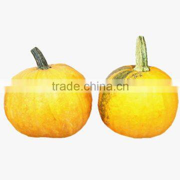 YuanBao chinese vegetable seeds seed squash seeds