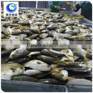 wholesale frozen seafood pompano fish