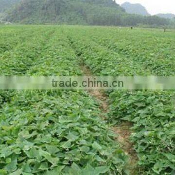 Japanese Fresh Sweet Potato photo-3