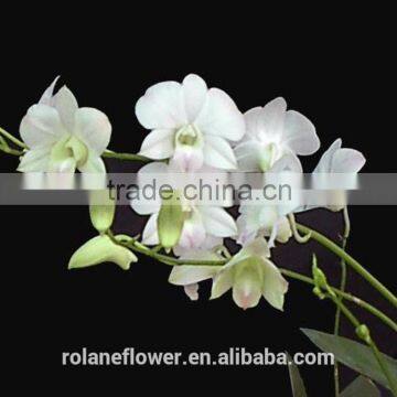 wolesale reasonable price fresh cut catlleya orchid petals with white color