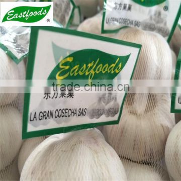 Shandong Fresh White Garlic