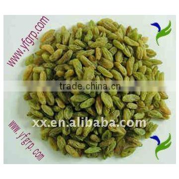 dried fruit green raisin sultana golden raisn