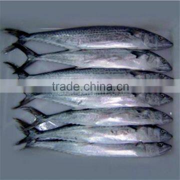 Good quality frozen Broadbarred king mackerel