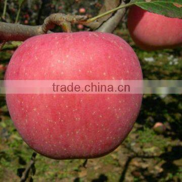 fresh apple exporter