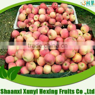 royal gala apple fresh fruit with high quality and cheap price