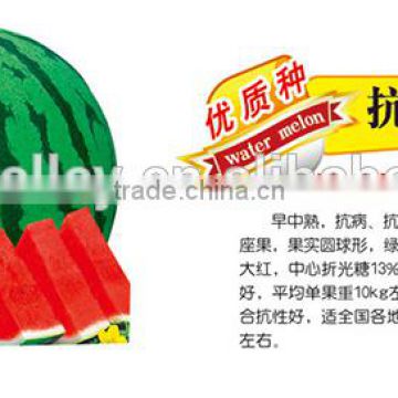 Chinese Hybrid F1 Red Watermelon Seed For Cultivation-Resistance Bomb F1