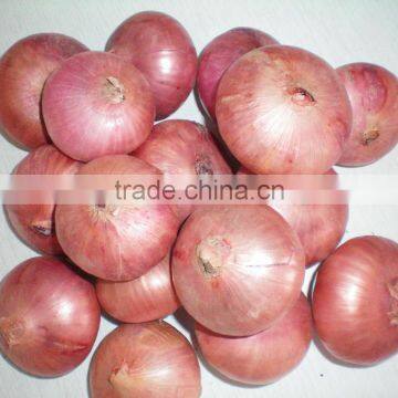 Fresh Yellow Onion to Dubai photo-4