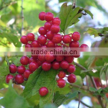 Rose Fruit Extract Powder