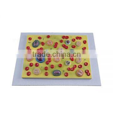 Human Body Anatomy Biological Teaching Aids Blood Cells Model photo-2