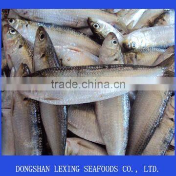 fresh frozen sardine for bait