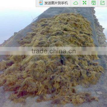 Sell Gracilaria, Euchema Spinosum And Cottonii Seaweeds