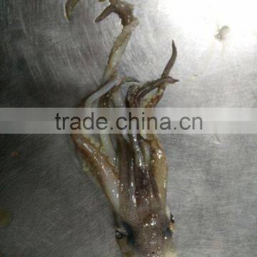 Frozen Squid Head/Tentacles photo-2