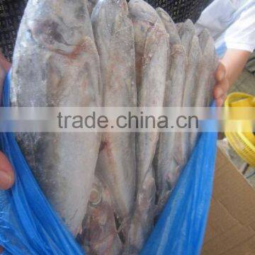 Frozen Bonito 500gup