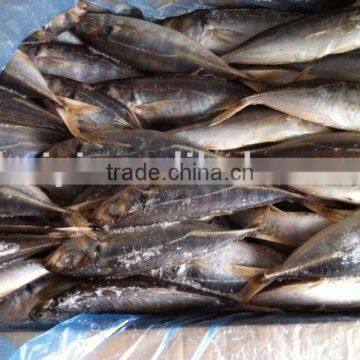 frozen horse mackerel(7-8)