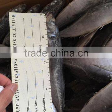 2016 New Landing Sea Frozen Horse Mackerel 20cm+ photo-4