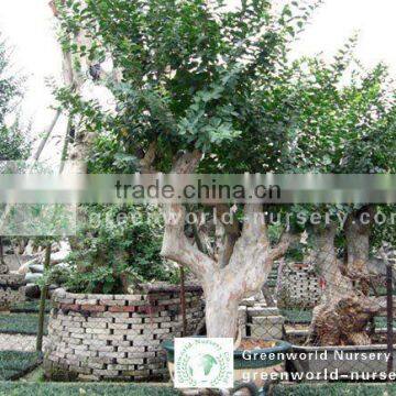 Lagerstroemia indica bonsai plants