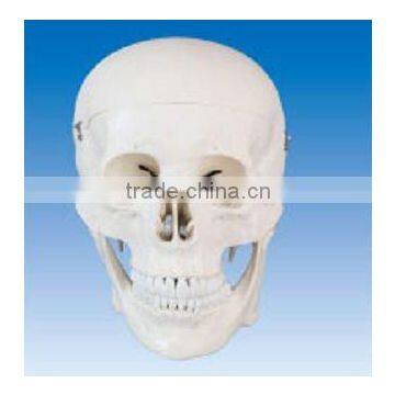 Human skull model