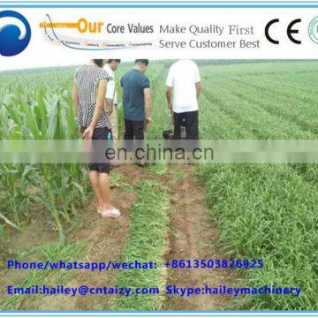 Best Price Selling of Leek/New Harvested Fresh Leek photo-3