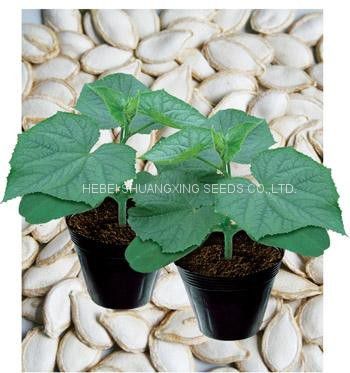 Rootstock seeds for watermelon and melon planting