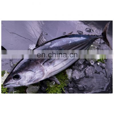 Low price good quality IQF WR skipjack tuna fish