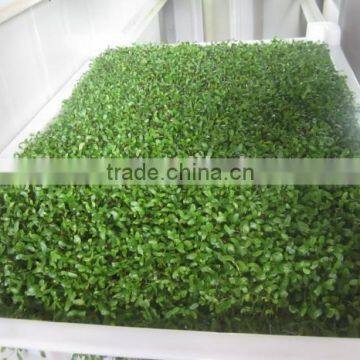 Hydroponic Sprouted Grains System for Livestock,animal,cattle,sheep photo-3