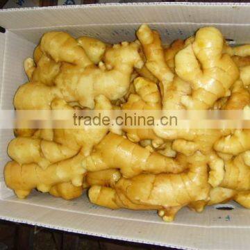 ginger berst quality with good price