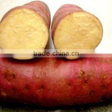 FRESH SWEET POTATOES FOR SALE