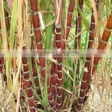 sugar production plant