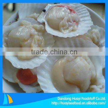 Frozen 6-8cm scallop