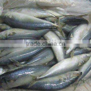 frozen whole wroud mackerel