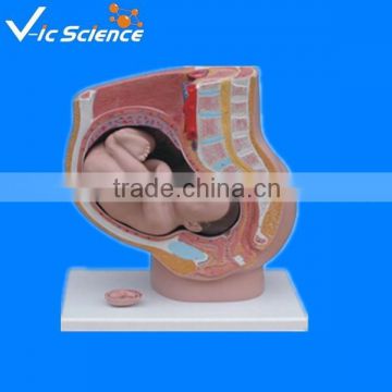 Female sagittal anatomical model 4parts