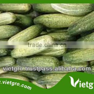 High Quality F1 Hybrid Cucumber Seeds VGC011