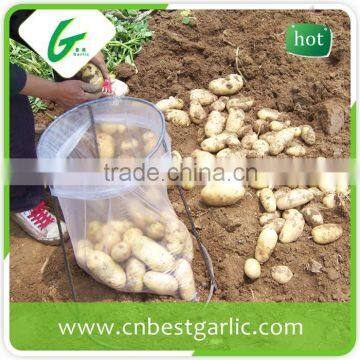 Cold Storage for Fresh Potato photo-4