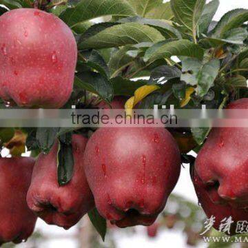 red delicious apple