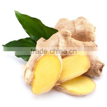 Competitive price new harvested mesh bag ginger