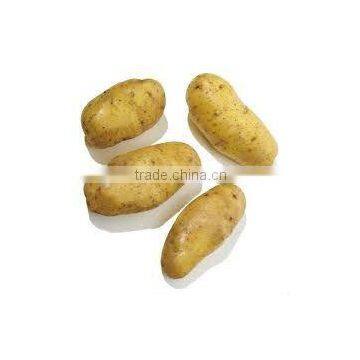 Fresh Nutritious Potato