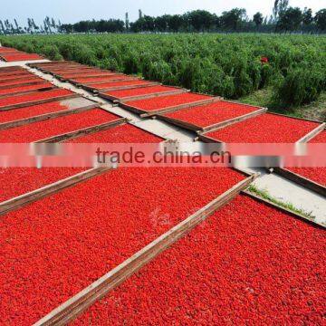 Dried Ningxia goji berry organic wolfberry medlar lycium chinense supply