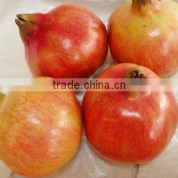 High Quality Pomegranate Peel Extract