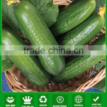 ACU101 Weibo good fruit setting high yield hybrid cucumber seeds f1