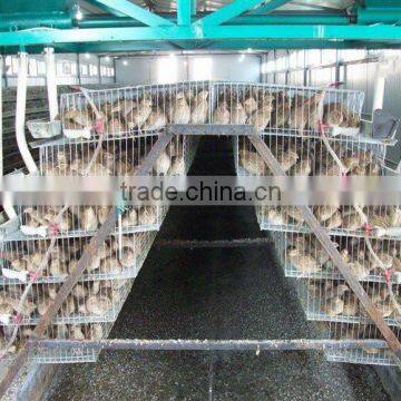 galvanized A type layer quail cages for sale in Kenya farm