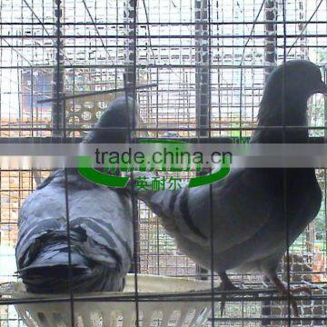 Qatar Farm Low Carbon Steel Wire Pigeon Cage