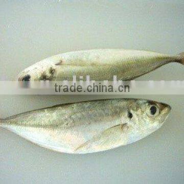 frozen big eyes horse mackerel, big eyes mackerel, horse mackerel ,big eyes/small eyes horse mackerel