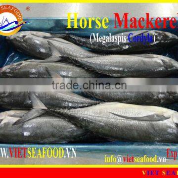 FROZEN W/R HORSE MACKEREL
