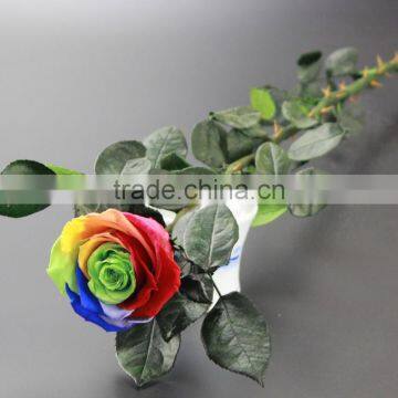Eternal Decorative Preserved Flowers Wedding Gift Immortal Artifical Flower photo-4