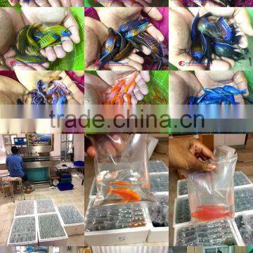 Quality Malawi Cichlid Fish Exporter