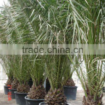 Phoenix Canariensis From 80/100 in 5 Liters Pot photo-6