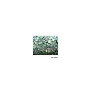 Sell Luo Han Guo Extract