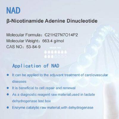 NAD β-Nicotinamide Adenine Dinucleotide//β-NAD photo-4