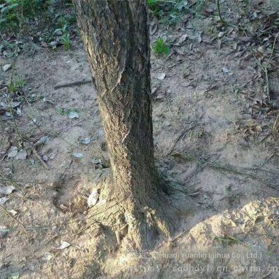 Price of 12 - Centimeter Chionanthus Retusus, Cheap, Guaranteed to Survive photo-5