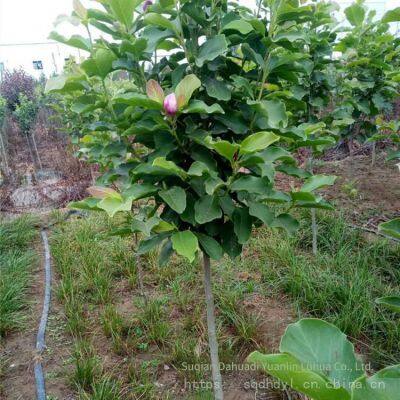Prices of Magnolia Liliflora With Ground Diameters of 15 Cm, 18 Cm, and 12 cm in 2020. Cheap and Guaranteed Survival Rate. photo-5